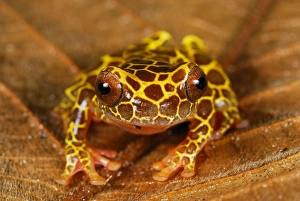 Images Dated 12th September 2007: Clown Treefrog - Allpahuayo Mishana National Reserve - Iquitos - Peru