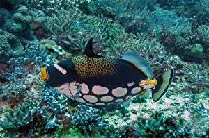 Images Dated 11th September 2008: Clown Triggerfish - This most beautiful fish is normally shy but can be very aggressive when