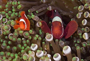 Two Clownfish (Amphiprion ocellaris) among