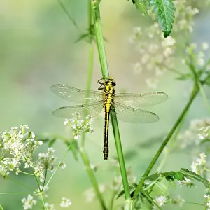 Dragonflies Prints: Club-tailed Dragonfly