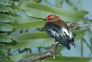 Club-winged Manakin - Perched Distribution: - South America - Ecuador, Colombia