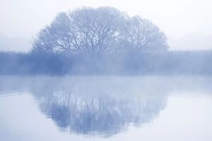 Images Dated 29th April 2009: Clump of Trees - in early morning mist reflected