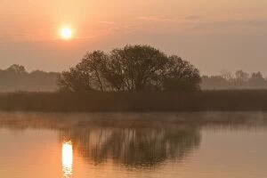Clump of trees at sunrise reflected in Hickling Broad