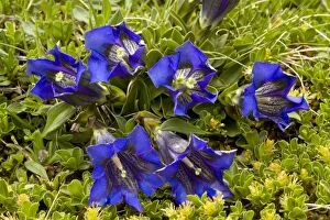 Images Dated 5th June 2011: Clusius's Gentian - in turf on limestone