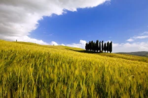 Images Dated 21st January 2013: Cluster of Cypress Trees near San Quirico