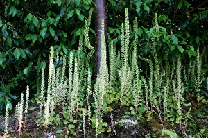 Images Dated 22nd December 2005: This cluster of Navelwort were growing on the rock-stone walls surrounding a Devon garden, UK June