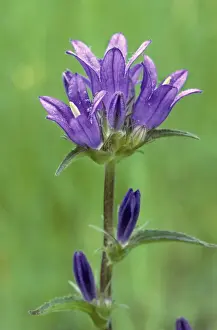 Bellflower Prints: Clustered Bellflower