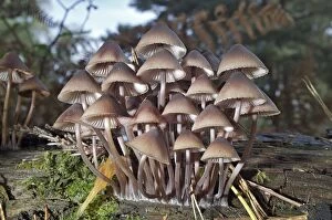 Images Dated 17th September 2011: Clustered Bonnets - growing on a dead branch