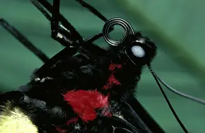 Birdwing Prints: CLY02009