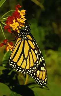 Monarchs Prints: CLY02022