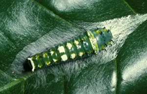 Caterpillar Prints: CLY02027