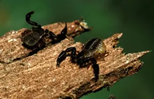 Scorpions Prints: CLY02069