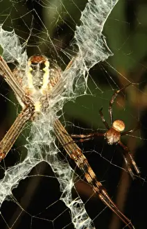 Sexual Dimorphism Prints: CLY02082