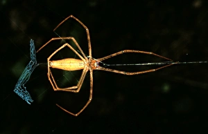 Images Dated 6th July 2006: CLY02085