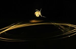 CLY02086 Magnificent spider - swinging trapline