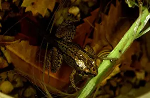 Tadpoles Prints: CLY03010