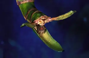 Ovipositing Prints: CLY03162