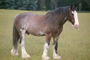 New Zealand Prints: Clydesdale Horse New Zealand