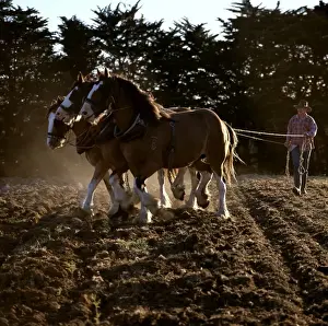 Clydesdale horses pulling a two-furrow plough. Northwest Tasmania, Australia