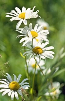 CMB-787 OXEYE DAISY - Margerite, many flowers in view, grass in background