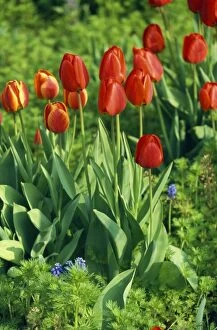 CMB-811 Red Tulips