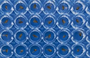 CMB-883 Friut Flies (Wildtype) - in petri dishes