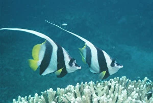 Images Dated 28th July 2005: Coachman / Featherfin Coralfish / Longfin Bannerfish / Long-finned Bannerfish / Pennant Bannerfish