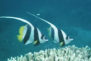 Bannerfishes Prints: Coachman / Featherfin Coralfish / Longfin Bannerfish / Long-finned Bannerfish / Pennant Bannerfish / Pennant Coralfish
