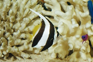 Images Dated 19th December 2007: Coachman Fish / Long FIn Bannerfish / Poor Man's Moorish Idol / Pennant Coralfish / Wimplefish