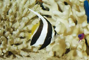 Bannerfishes Prints: Coachman Fish / Long FIn Bannerfish / Poor Man's Moorish Idol / Pennant Coralfish / Wimplefish