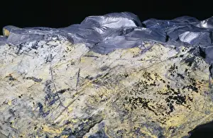 Coal Prints: Coal - (Hard) Anthracite. Carbonized vegetable matter