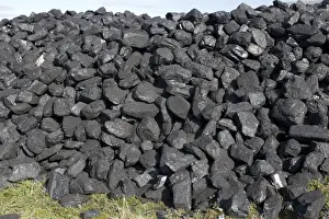 Coal Prints: Coal - pile at Steam Engine Rally Cheltenham Racecourse Gloucestershire UK
