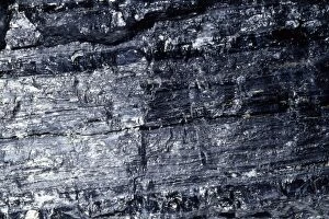 Images Dated 6th November 2006: Coal - soft var. Bituminous. Carboniaed vegetable matter