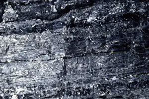 Coal Prints: Coal - soft var. Bituminous. Carboniaed vegetable matter