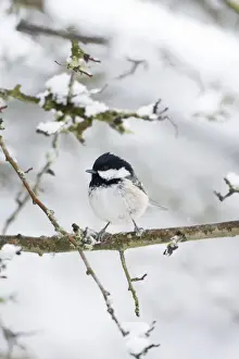 Coal Tit