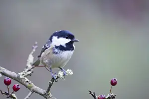 Coal Tit