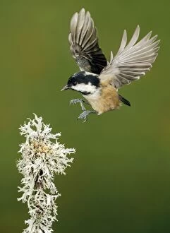 Images Dated 29th September 2013: Coal Tit - adult in flight abut to land