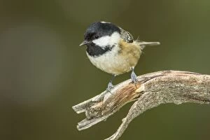 Coal Tit adult perched on branch