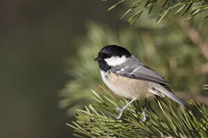 Passerine Bird Gallery: Coal Tit - adult tit perched on branch - Scotland