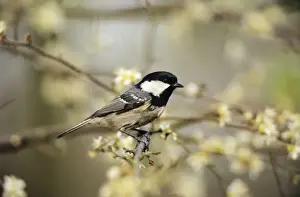 Blackthorn Prints: Coal Tit - in blackthorn hedge