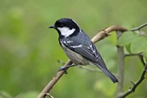 Images Dated 13th November 2005: Coal Tit - On branch Lower Saxony, Germany