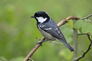 Images Dated 13th November 2005: Coal Tit - On branch Lower Saxony, Germany