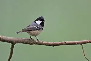 Coal Tit - On branch, Lower Saxony, Germany