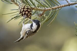 Images Dated 11th January 2015: Coal Tit feeding on a pinecone Mount Abantos, Guadarrama