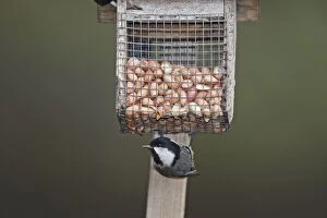 Images Dated 20th February 2008: Coal Tit at the feeding station / bird feeder - Scotland