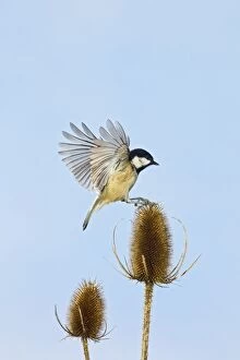 Images Dated 17th February 2011: Coal Tit - landing on Teasel