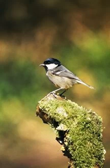 Ater Gallery: Coal Tit - on moss covered stump