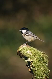 Images Dated 23rd June 2005: Coal Tit - on moss covered stump Sussex, UK