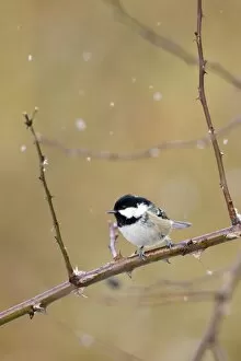 Coal Tit - Perched on bramble in a snow flurry