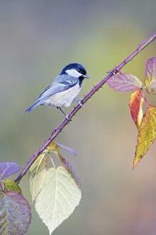 Images Dated 11th May 2009: Coal Tit - Perched on bramble stem showing autumn coloured foliage